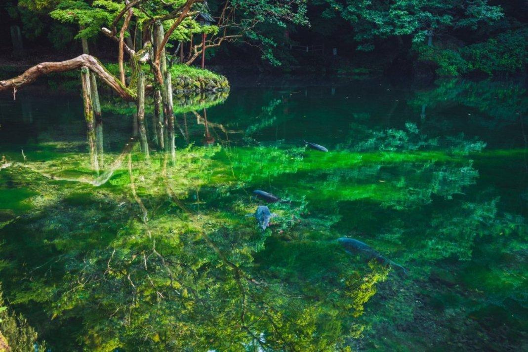 植物大战僵尸20